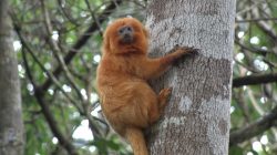 dia-do-mico-leao-dourado-sera-marcado-por-lancamento-de-historia-em-quadrinhos-em-cabo-frio