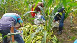 festa-do-milho-e-exposicao-de-cavalo-pampa-vao-ate-domingo-em-saquarema