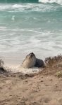 lobo-marinho-e-visto-descansando-em-arraial-do-cabo