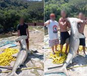 icmbio-multa-quatro-pessoas-por-caca-ilegal-de-tubarao-martelo-em-arraial-do-cabo