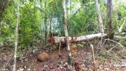 fiscalizacao-flagra-30-mil-m²-de-area-com-vegetacao-nativa-degradada-em-miracema;-fotos