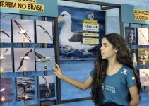 centro-de-visitacao-do-projeto-albatroz-em-cabo-frio-tem-catraca-livre-neste-feriado-da-proclamacao-da-republica