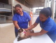 rio-das-ostras-tera-campanha-de-vacinacao-antirrabica-para-caes-e-gatos-nos-proximos-dois-sabados