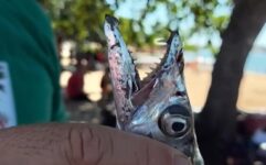 turista-atacado-por-cardume-de-peixe-espada-no-rj-conta-sobre-o-desespero-no-mar:-‘saiu-machucando-a-todos’